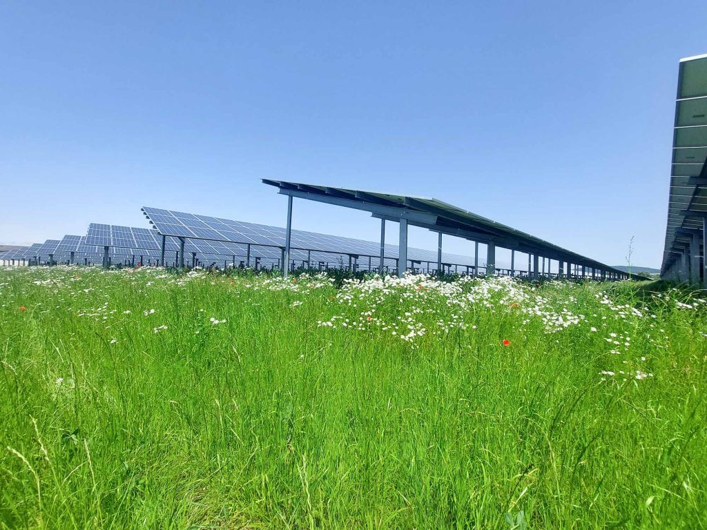Photovoltaik-Freiflächenanlage von Murphy und Spitz Green Energy mit blühender Wiese.